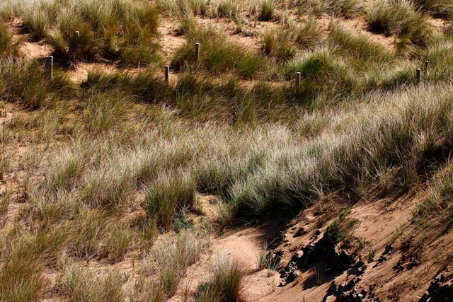 Vegetación típica de dunas en la playa de Verdicio