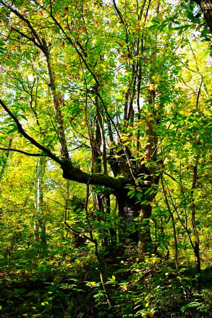 En el verde intenso de la vegetación del bosque, el Haya es el árbol que predomina