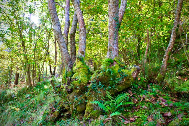 Musgos, líquenes y helechos en los troncos de los árboles en la ruta del alba en asturias