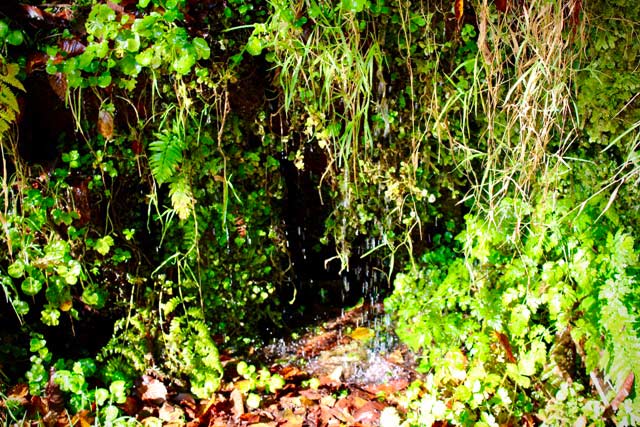 vegetación húmeda en la ruta del Alba