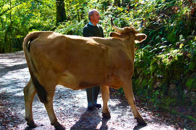 ganado vacuno por la ruta del Alba