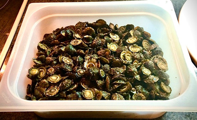 Llámpares o lapas de los pedreros cercanos a la ría del Eo