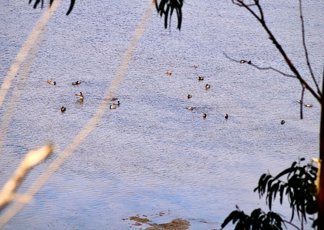 ánades reales en la ría del Eo