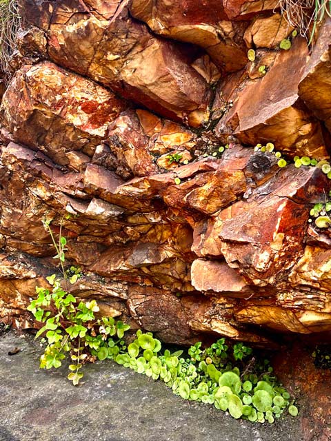 Plantas de roquedo en el acceso al Faro de Torres