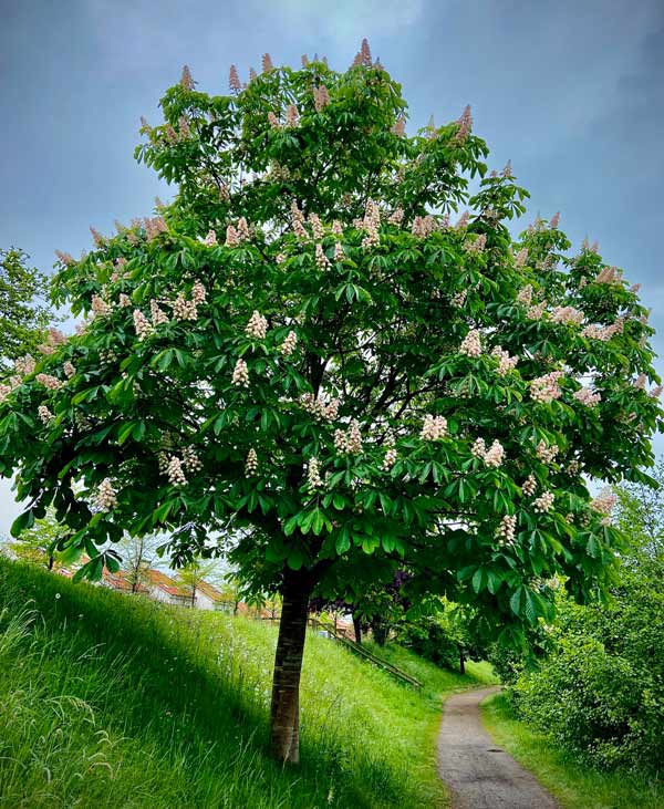 Castaño de Indias en plena floración al comienzo de la senda del río Peñafrancia en Gijón