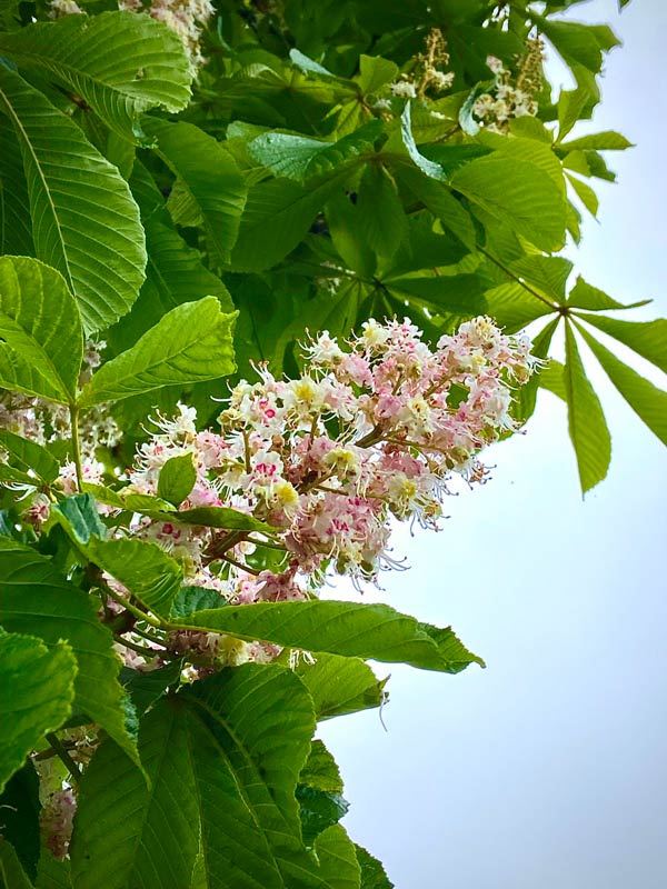 Castaño de Indias en plena floración al comienzo de la senda del río Peñafrancia en Gijón