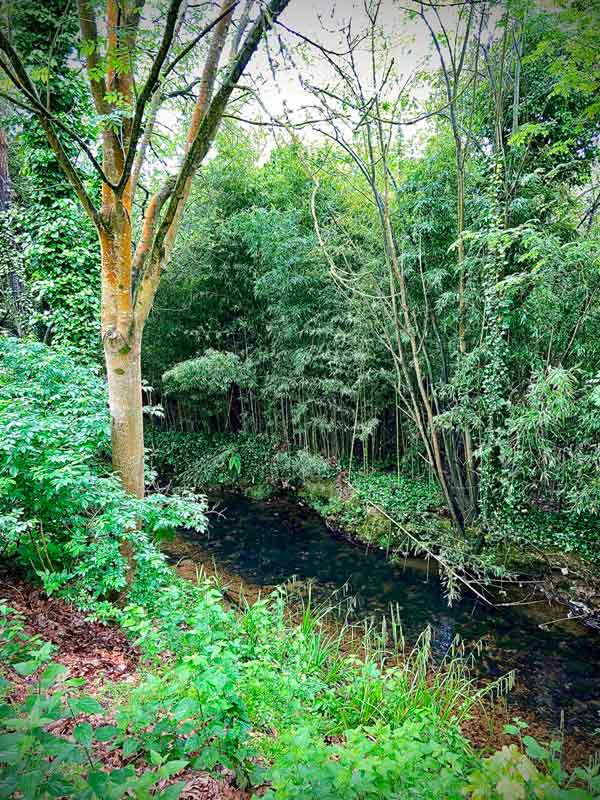 Imagen del río en la senda del río Peñafrancia en Gijó