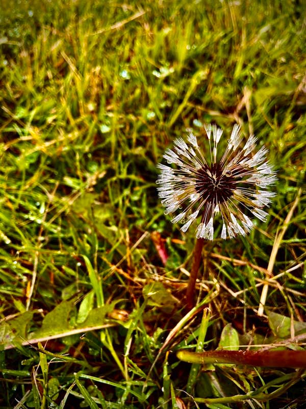 Diente de León secando para soltar sus semillas al viento