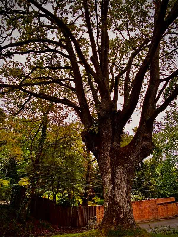 Quercus Robur, roble común, roble fresnal, roble carbayo o carbayu en asturiano, el protagonista de este artículo sobre la Carbayera de El Tragamón en Gijón