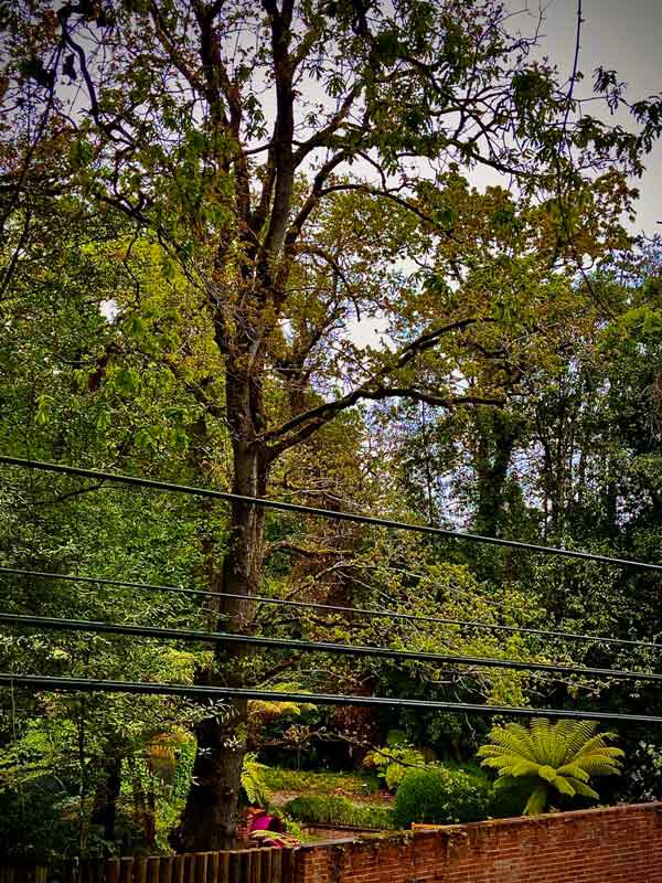 Sector Tragamón Norte de la Carbayera de El Tragamón en el interior del Jardín Botánico de Gijón