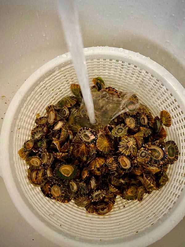 Lavando las llámparas previo a cocinarlas