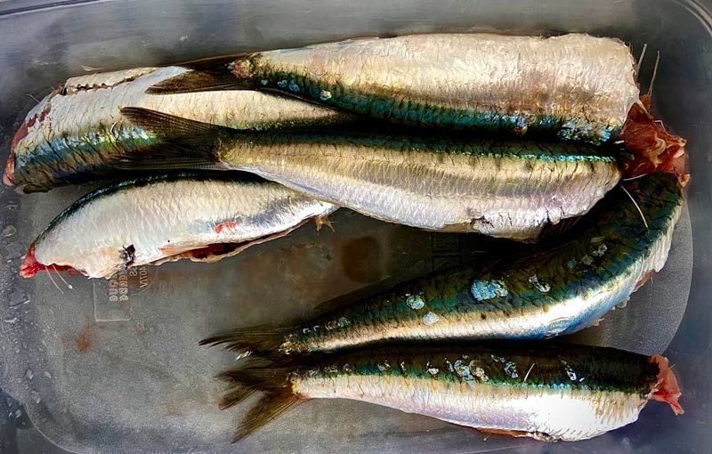 Sardinas limpias para freir con pìsto