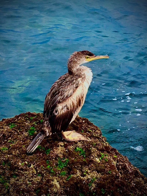 Cormorán joven descansando y secando el plumaje en el entorno de Cabo Peñas