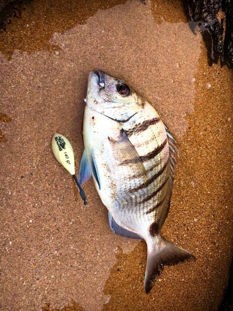 Xargo pescado con caña a fondo desde la playa en Verdicio
