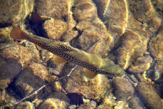 Trucha fario o pintona, característica de los ríos y arroyos asturianos
