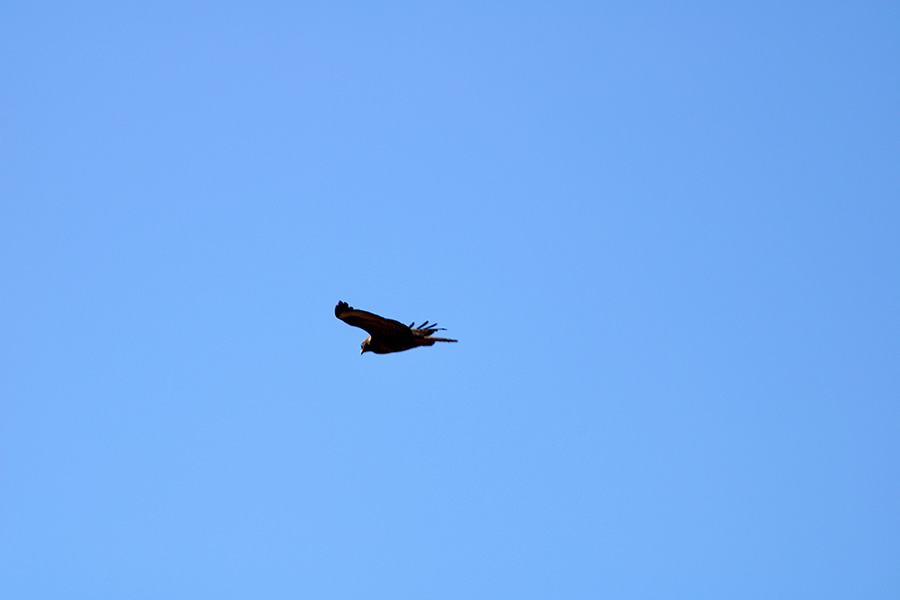 Aguilucho ratonero oteando una posible presa