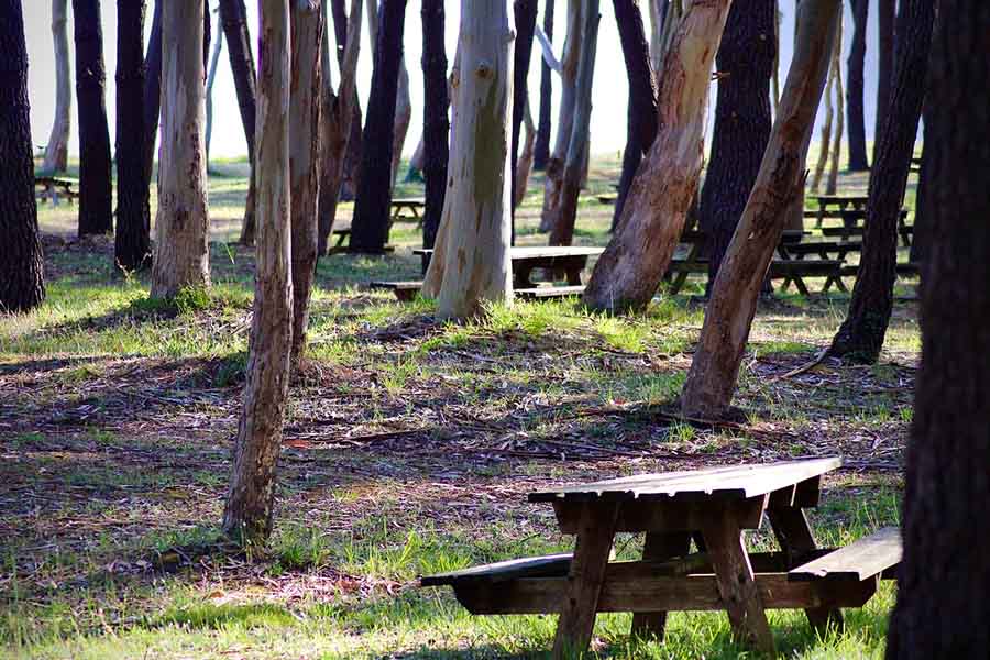 Mesas de picnic en la arboleda de la playa de Rodiles