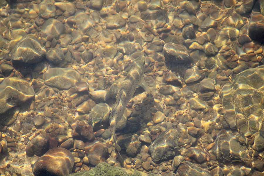 Trucha fario en el río España en Villaviciosa