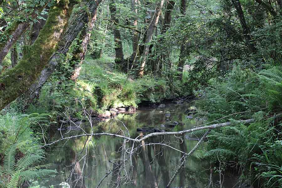 Río La Ñora a su paso por el molino