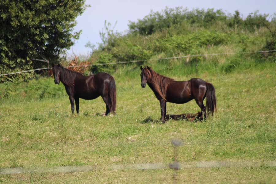Detalle de la panza o barriga abultada característica de los asturcones