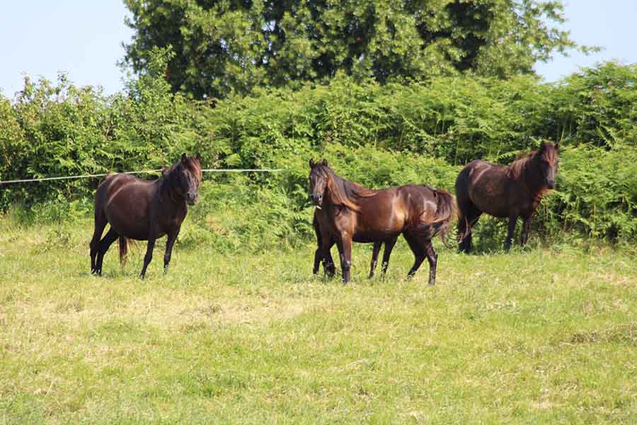 Grupo de hembras de asturcón llamadas en Asturias burras o "burres"