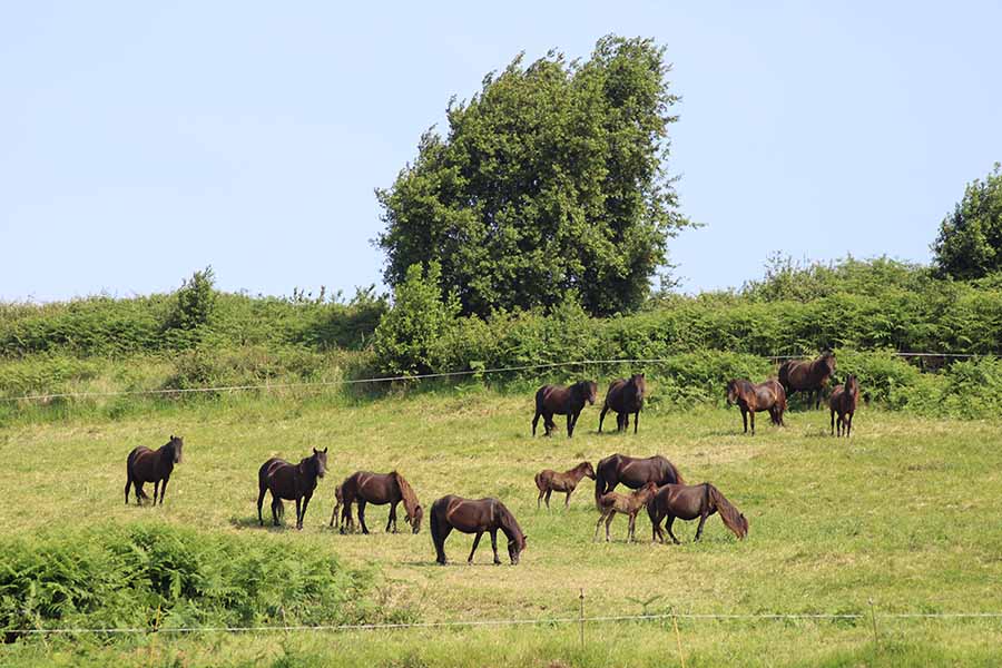 Manada de asturcones que en Asturias se denomina corro o "corru"