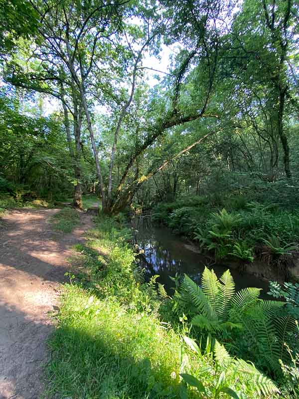 Camino del Molino en la playa de La Ñora en Villaviciosa en Asturias