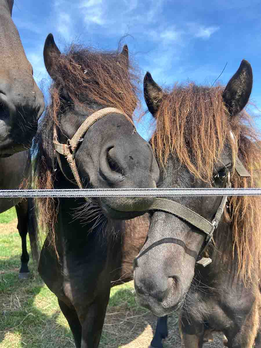 Pareja de asturcones jóvenes domesticados