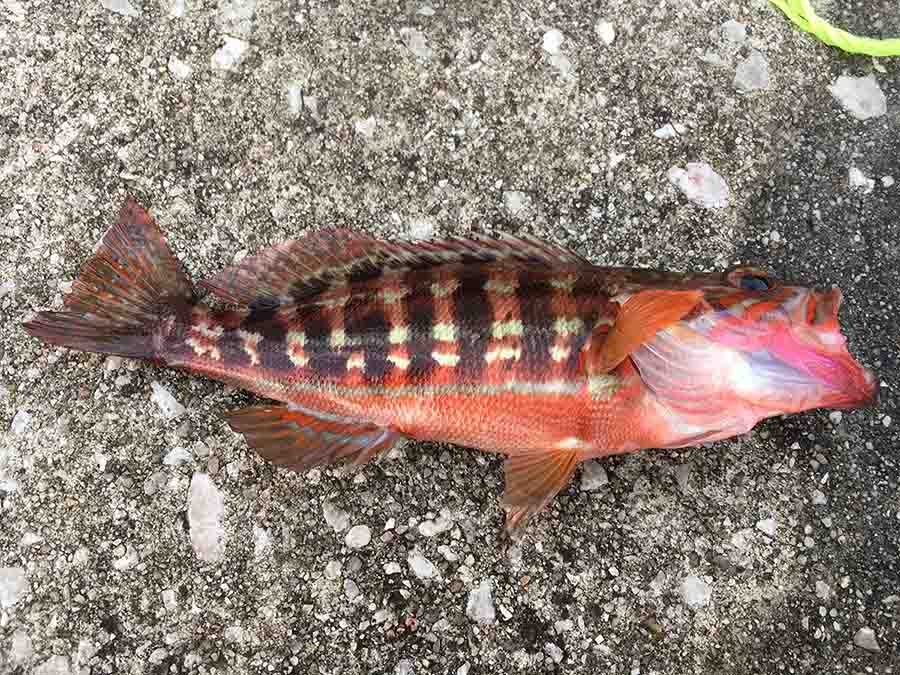cabrilla