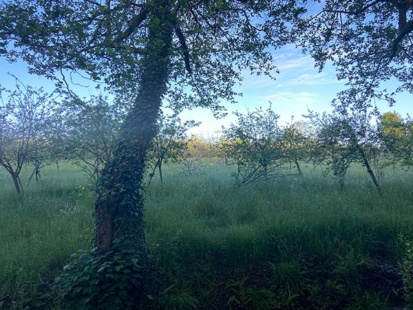 Finca para pasto del ganado con manzanos para sidra