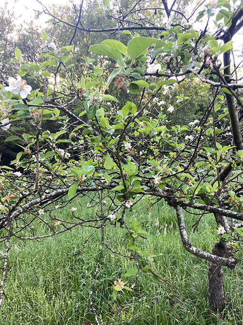 Manzano en flor