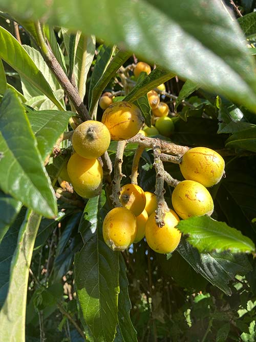 arboles frutales en la senda del río Peñafrancia en Gijón