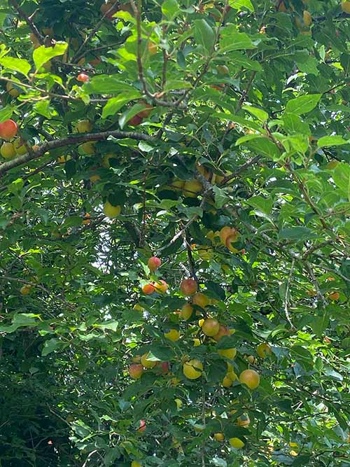 arboles frutales en la senda del río Peñafrancia en Gijón