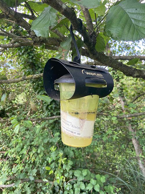 Trampa para el "avispón asiático", especie invasora que está mermando la población de abejas en Asturias