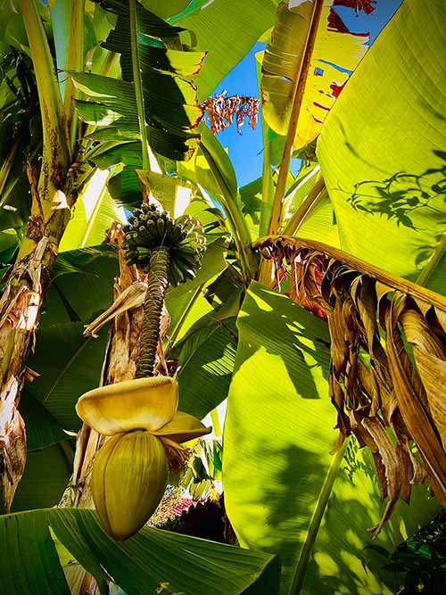 Palmeras de banana enana en la senda del Peñafrancia en Gijón