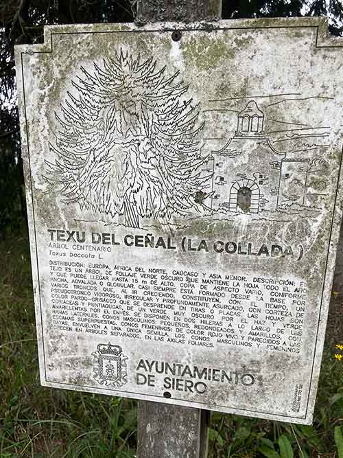Tejo de la Collada en Siero en Asturias