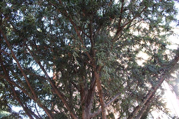 Tejo en mal estado de conservación