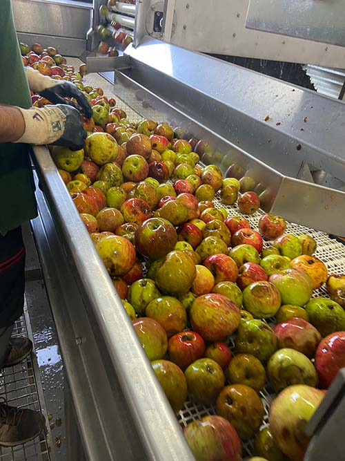 Selección manual de la manzana para desechar la que no es apta