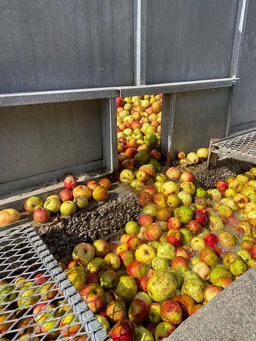 Canal automatizado que guía la manzana hacia los puestos de selección
