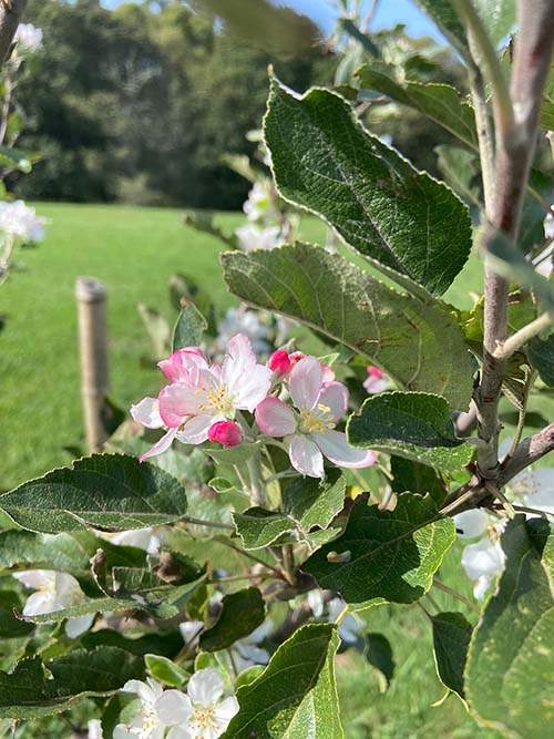 La flor del manzano, blanca y rosa