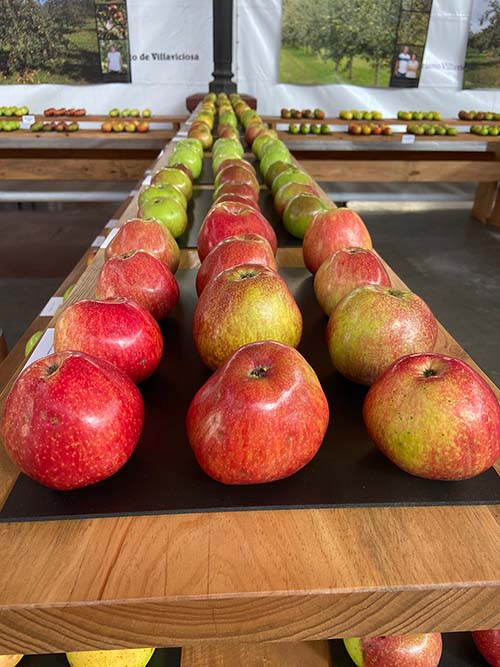 Exposición de manzana de sidra en el festival de la manzana en Villaviciosa de Asturias