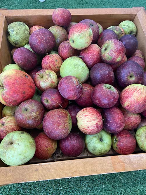 Manzana de sidra a la venta para consumo doméstico