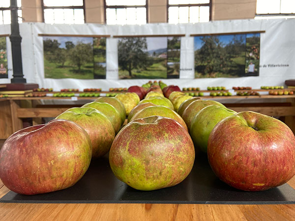 manzana de sidra