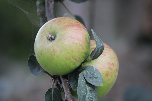 Manzana asturiana de sidra sin madurar