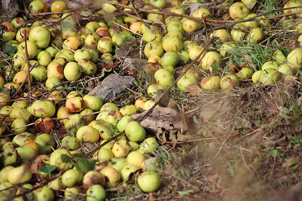 Manzana de sidra madura y caída en el suelo, se pudrirá si no se recoge pronto