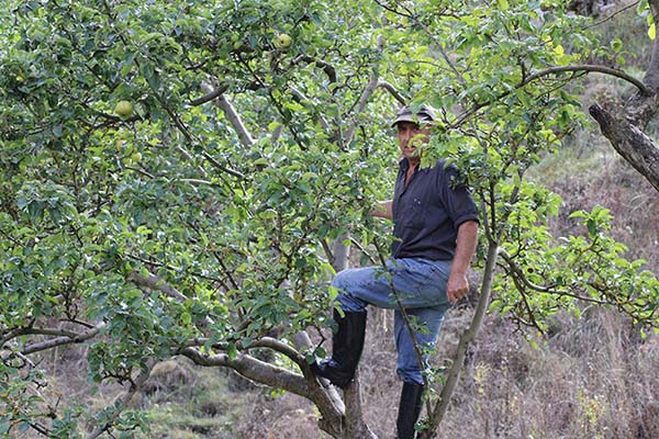 "Meneando el árbol" para que caiga la manzana y pueda ser recogida.