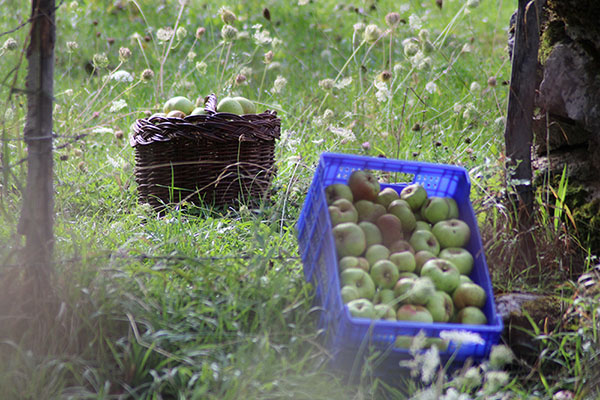 Recogiendo la manzana en la pomarada