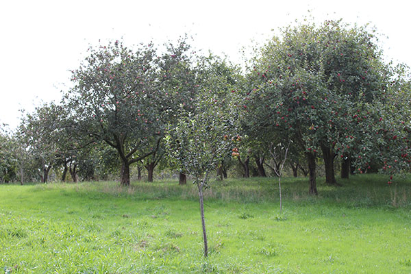 Pomarada en Asturias
