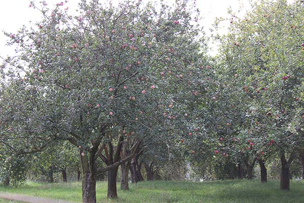 Pomarada en Asturias