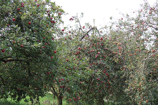 Pomarada en Asturias